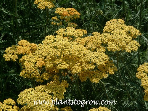 TerraCotta Yarrow (Achillea millefolium)